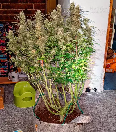 Green Crack Autoflower (Herbies Seeds)