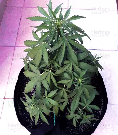 Z Auto feminized seeds (Original Sensible Seeds)