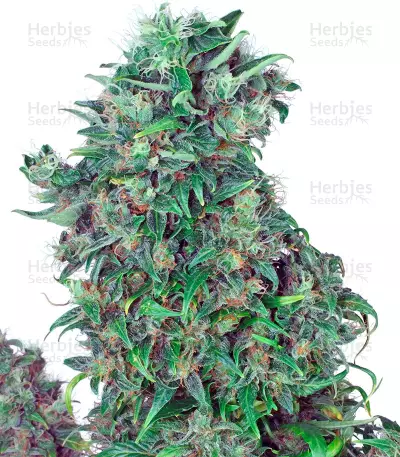 Think Different Auto Seeds feminized cannabis Auto Seeds