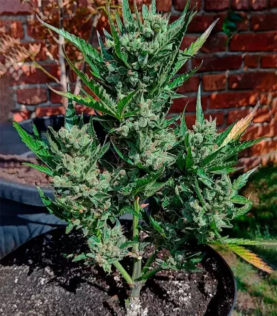 Blueberry Autoflower (Herbies Seeds)