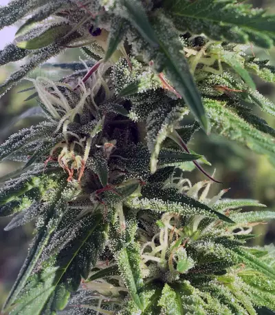 501st OG regular seeds