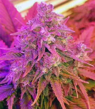 818 Headband