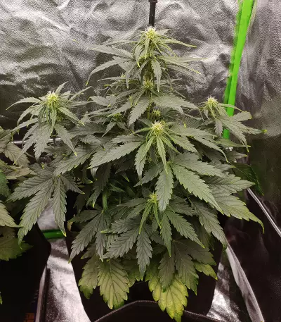 AK420 Seeds