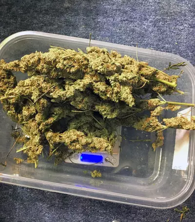 Amnesia OG regular strain