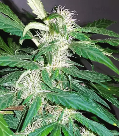 Auto Kaya 47 feminized seeds