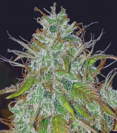 Graines de cannabis Auto Chemdog (Auto Seeds)
