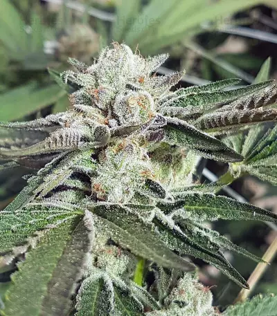 Biker Kush Seeds