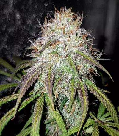 Blue Amnesia Auto strain