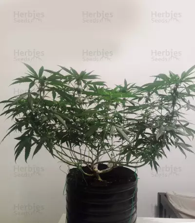 Blue Dream CBD cannabis strain