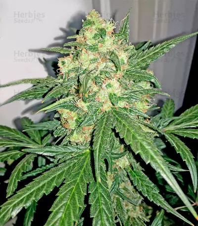 Semi femminizzati Blue Kush 99 Auto