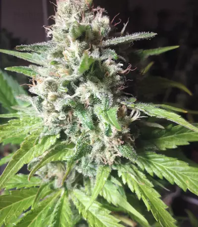 Boy Scout Cookies (Kalashnikov Seeds)