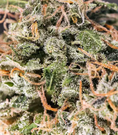 Graines de cannabis Chem Berry D regular (Dark Horse Genetics)