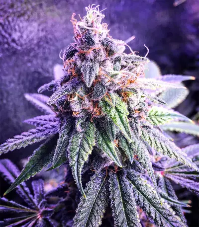 Graines de cannabis Chem Berry D regular (Dark Horse Genetics)
