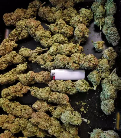 Critical Kush Seeds