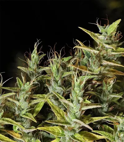 Dr. Grinspoon (Barney's Farm)