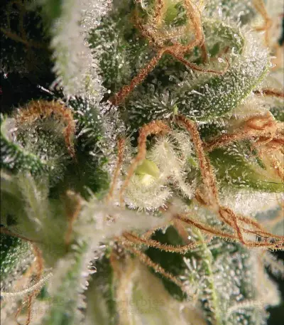 Dr. Bruce Banner CBD strain
