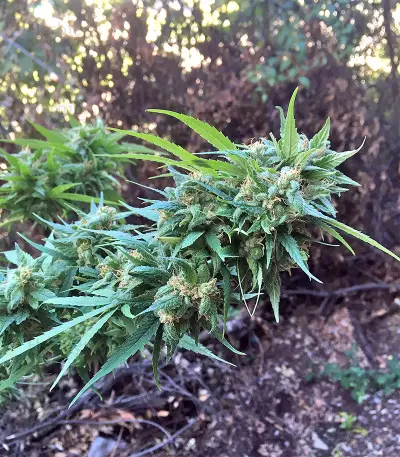 Durban Seeds (CannaBioGen)