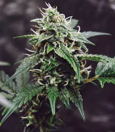 Fantasmo Express Auto Seeds