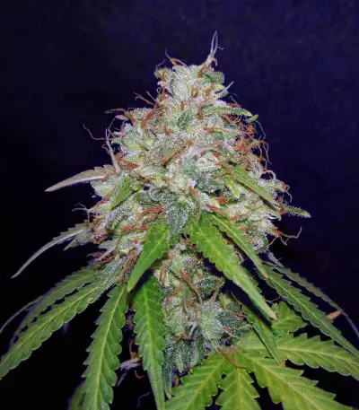 Girl Scout Cookies Auto (Semi Sensibili Originali)