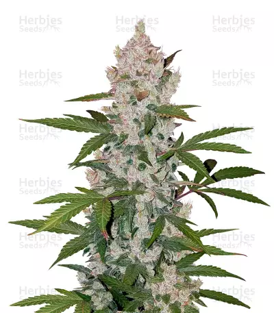 Buy Girl Scout Cookies auto feminized seeds