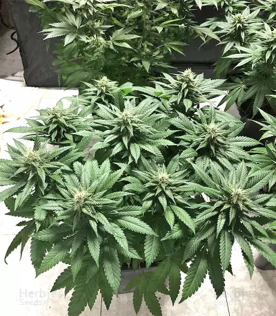 Julies Cookies Seeds