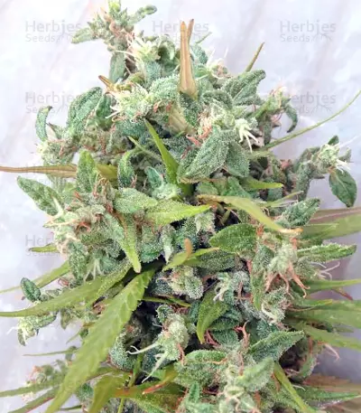Lebanese Regular strain