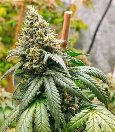 Peach Puree CBD strain