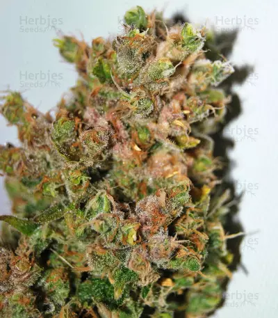 Pure Africa Seeds