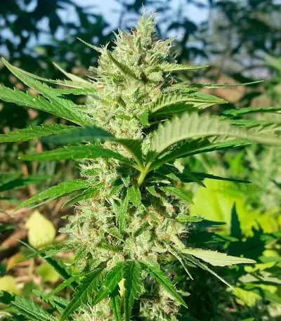 Rockbud feminized seeds