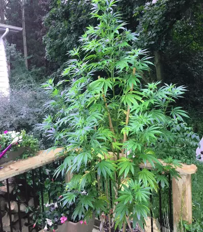 Skywalka Ghost Kush (Big Head Seeds)