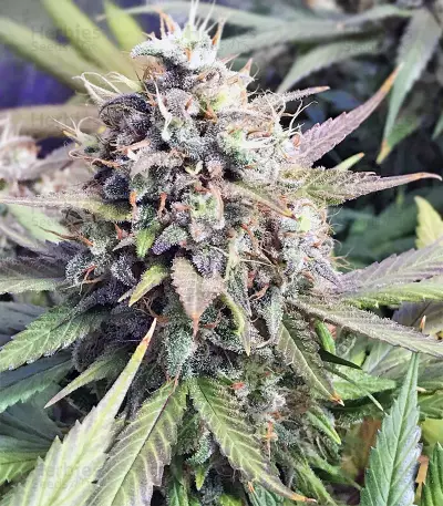 Semi femminizzati di Strawberry Fields