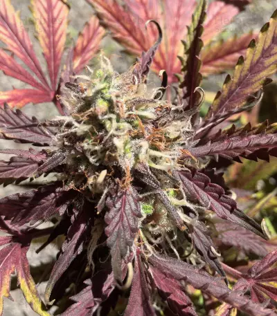 Thin Mint Crack Autoflower feminized seeds