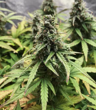 White Widow Autoflowering CBD feminized seeds