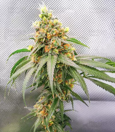 Alpha 21 Seeds (AlphaFem Seeds)