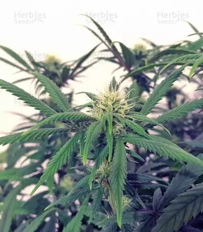Graines de cannabis A.M.S. (GHS)