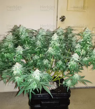 Blue Dream Haze (Cali Connection Seeds)