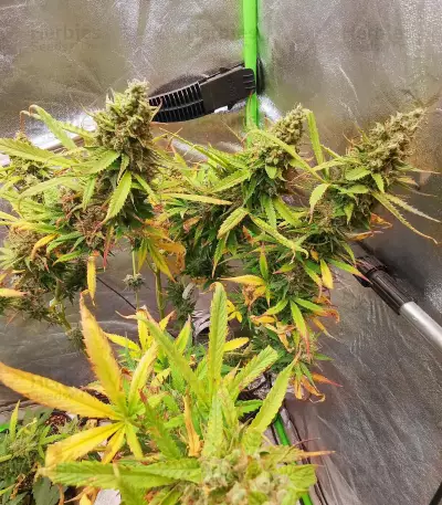Blue Tease Auto Seeds