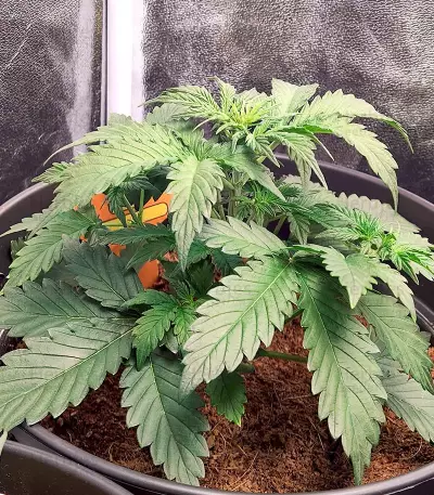 Blueberry Cookies Auto strain