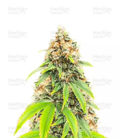 Blueberry OG Feminized Seeds (AlphaFem Seeds)