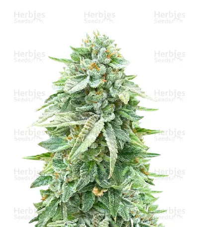 Dozy Doz Feminized Seeds (AlphaFem Seeds)