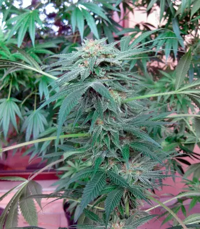 Durga Mata II CBD Seeds