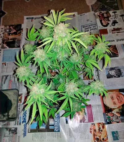 Dutch Dragon (Paradise Seeds)