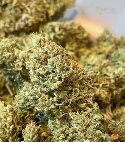 Ghost Chem OG Seeds (Seedkeepers)