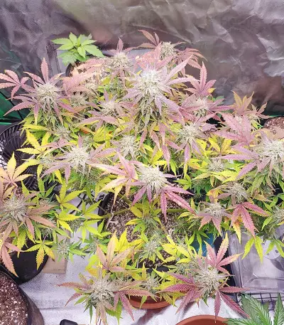 Grandmommy Purple Auto (Herbies Seeds)