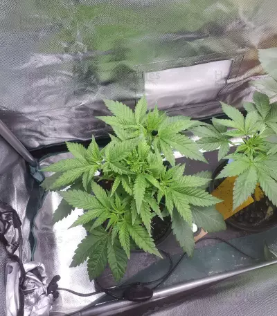 Grease Monkey (Herbies Seeds)