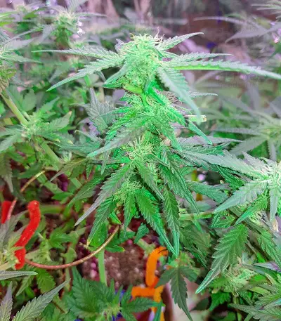 Monster Gelato feminized seeds (Monster Genetics)