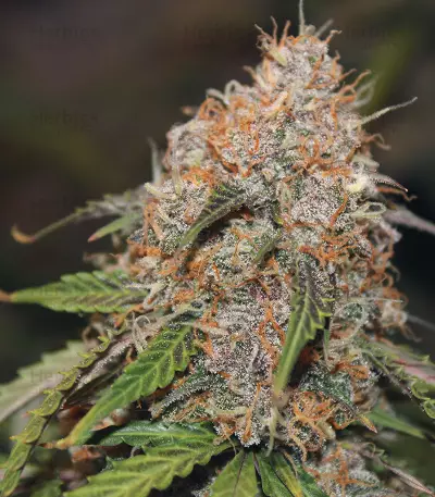 Original Auto Northern Lights (Fast Buds)