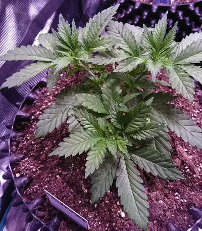 Purple Punch Cookies (Original Sensible Seeds)