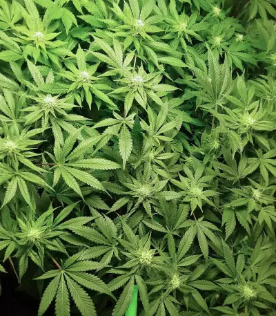 Skywalker OG (Herbies Seeds)