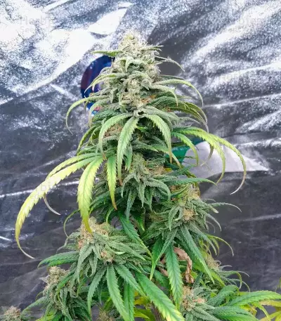 Amsterdam Amnesia Seeds (Dutch Passion)